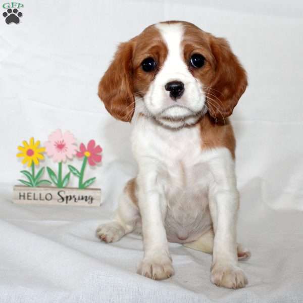 Fern, Beaglier Puppy